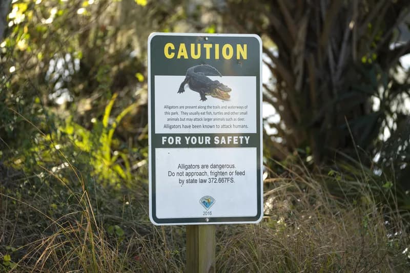12-Foot Gator Kills Angler